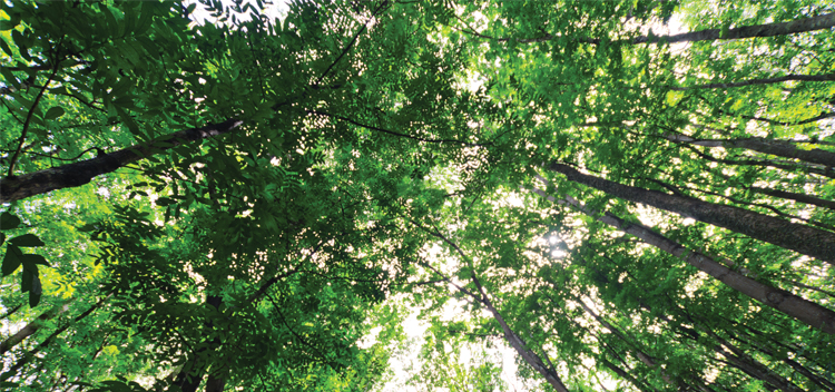 UCD Forestry